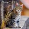 I Love Cats | 2026 12 x 24 Inch (Hanging) Monthly Square Wall Calendar | Foil Stamped Cover
